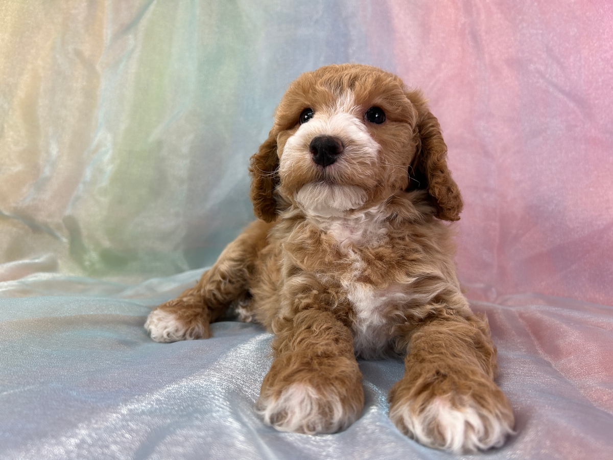 Male Bichon Poodle Puppy for Sale DOB 1-4-2026 $950